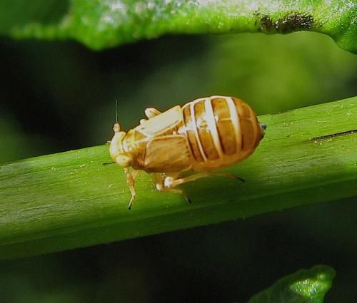 Réf. 124 102 : Ditropis pteridis