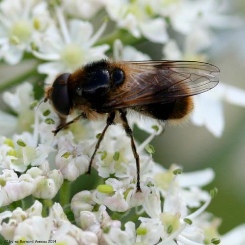 Cheilosia illustrata