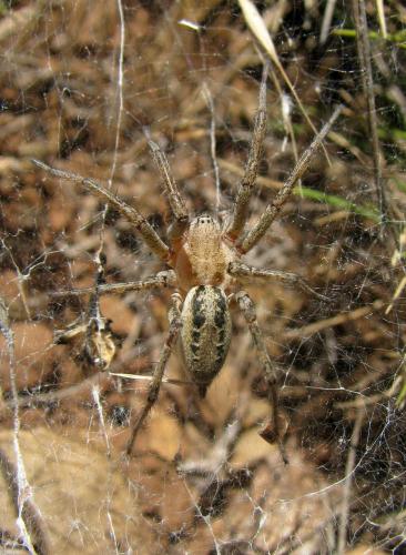 Réf. 124 216 : Agelena labyrinthica