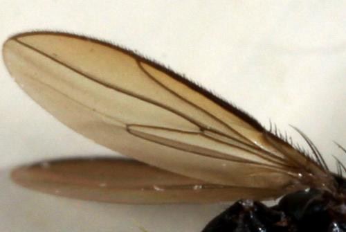 Limosina silvatica