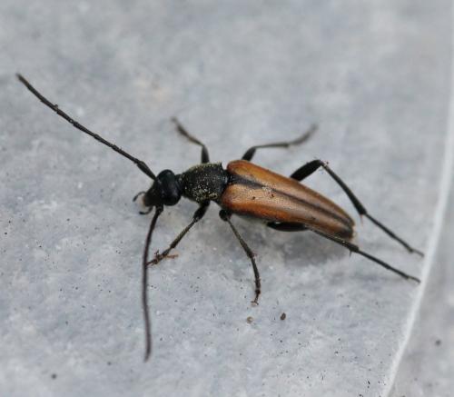 Réf. 124 900 : Stenurella melanura