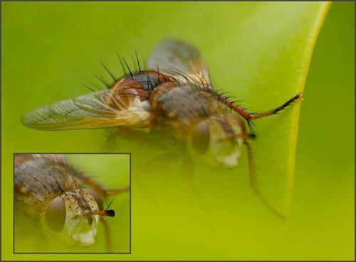 Tachina fera