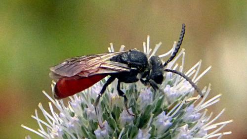 Réf. 124 457 : Sphecodes sp.