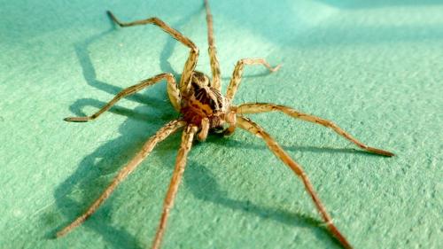 Hogna radiata