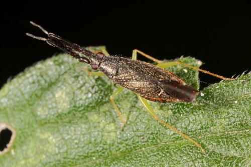 Réf. 124 759 : Heterotoma planicornis