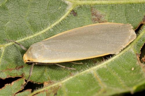 Eilema griseola