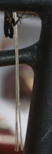 Isodontia mexicana