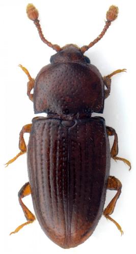 Philothermus evanescens