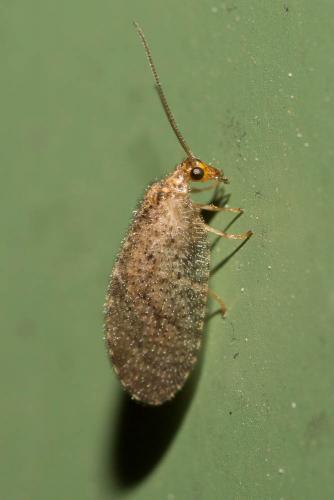 Megalomus sp.