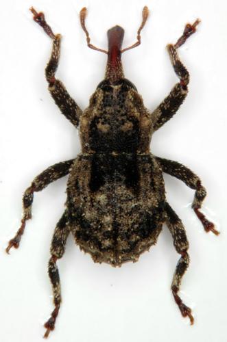 Réf. 124 341 : Kyklioacalles pyrenaeus