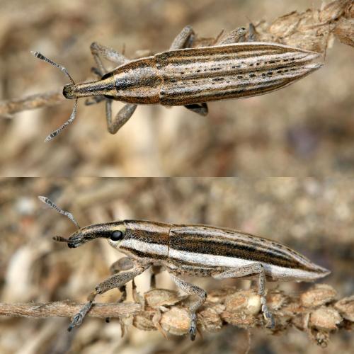 Lixus anguinus