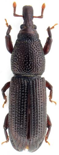 Euophryum confine