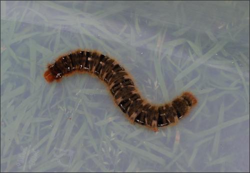 Lasiocampa quercus