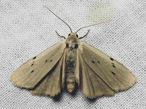 Pelosia muscerda