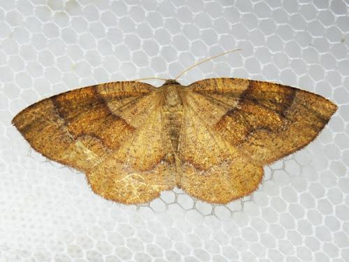 Plagodis pulveraria