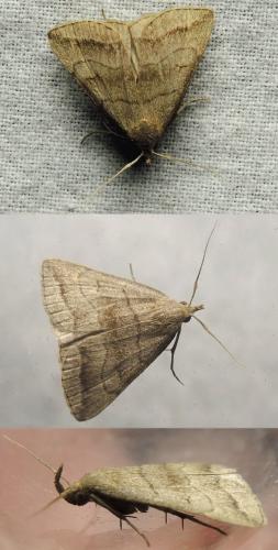 Herminia tenuialis