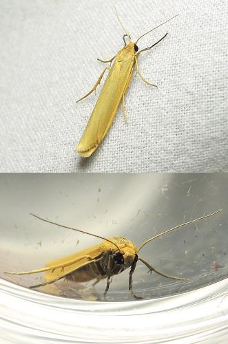 Réf. 124 537 : Eilema pygmaeola