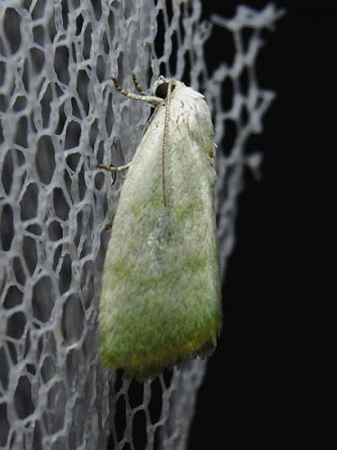 Earias vernana
