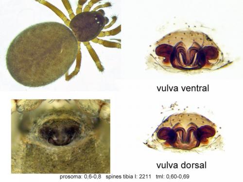 Réf. 124 244 : Moebelia penicillata