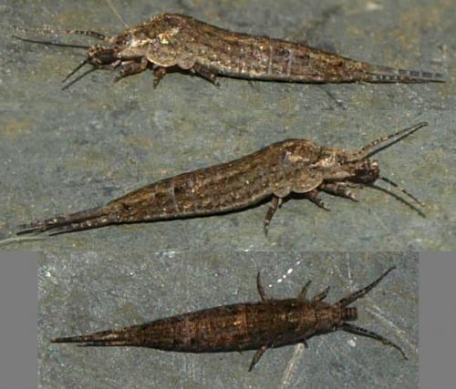 Dilta sp.