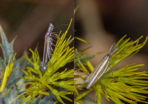 Pleurota aristella