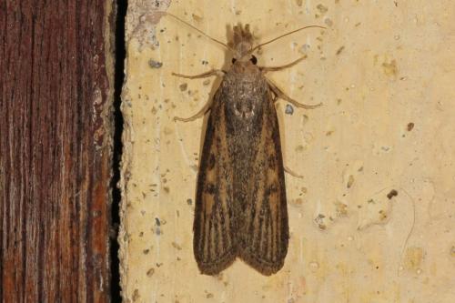 Lamoria zelleri