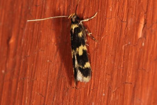 Oegoconia caradjai
