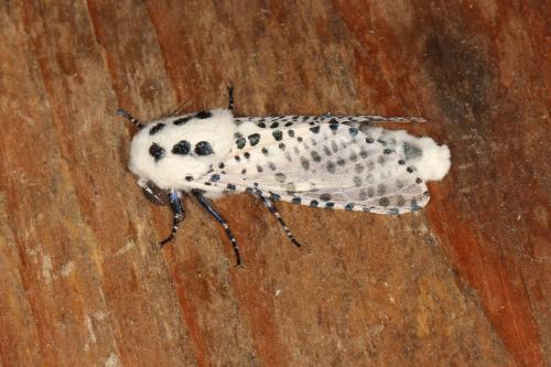 Réf. 124 417 : Zeuzera pyrina