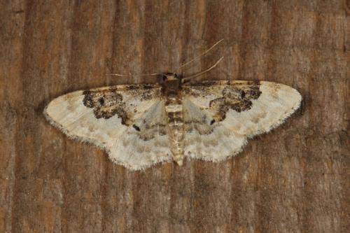 Réf. 124 462 : Idaea rusticata