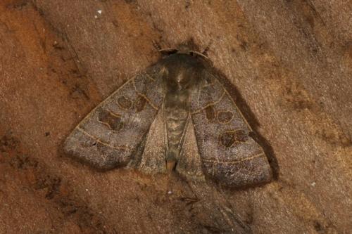 Réf. 124 413 : Ipimorpha subtusa