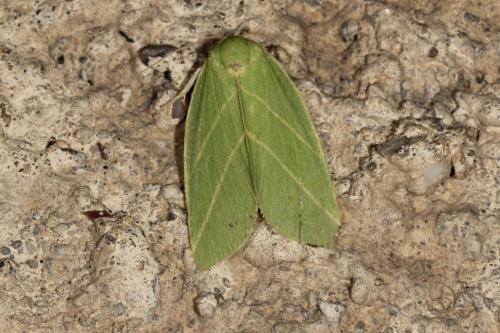Bena bicolorana