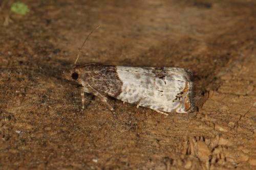 Réf. 124 489 : Notocelia roborana