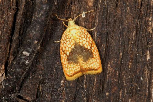 Réf. 124 548 : Acleris forsskaleana