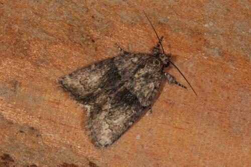 Cryphia algae