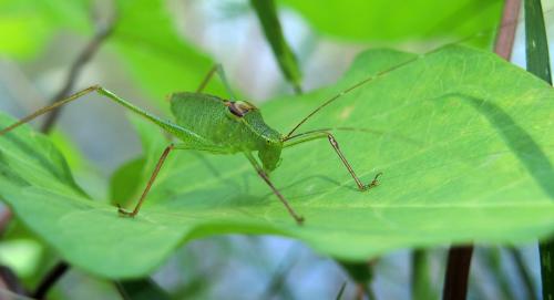 Réf. 124 411 : Leptophyes laticauda