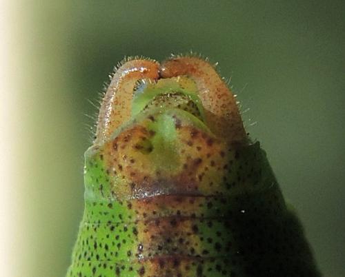 Leptophyes laticauda