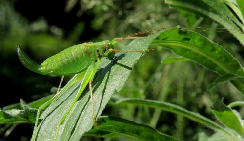 Réf. 124 414 : Leptophyes laticauda