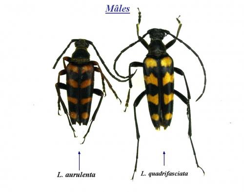 Leptura divers