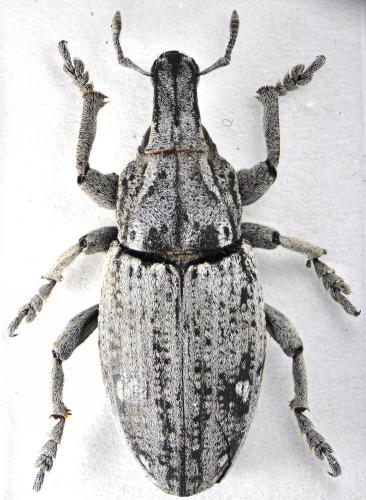 Réf. 124 595 : Leucophyes occidentalis