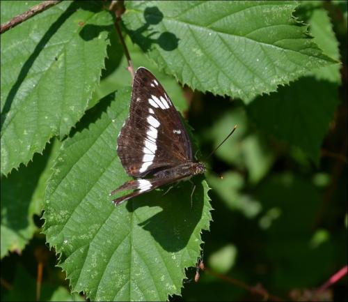 Réf. 124 350 : Limenitis camilla