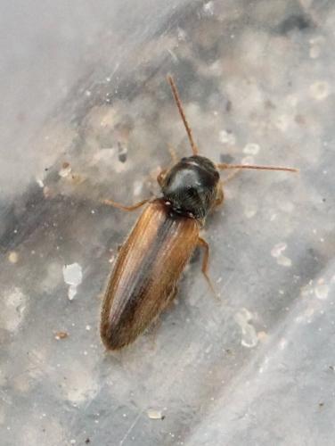 Réf. 124 901 : Adrastus sp.