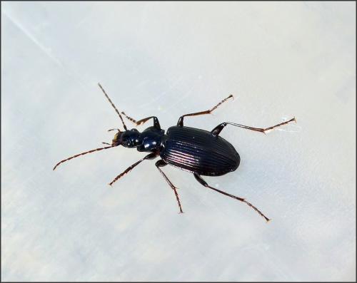 Réf. 124 353 : Platynus assimilis