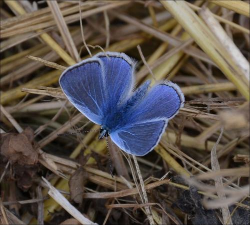Polyommatus icarus