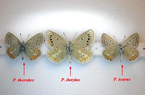 Réf. 124 111 : Polyommatus divers