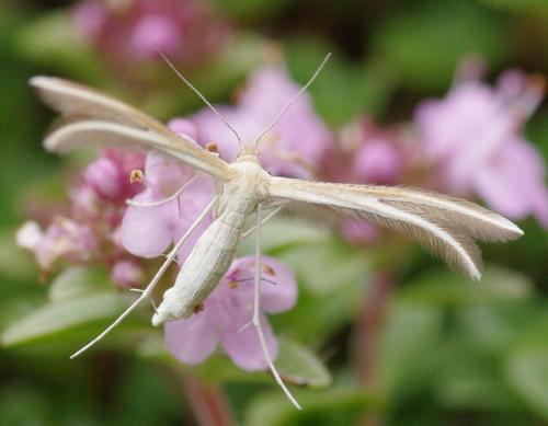 Réf. 124 022 : Merrifieldia tridactyla