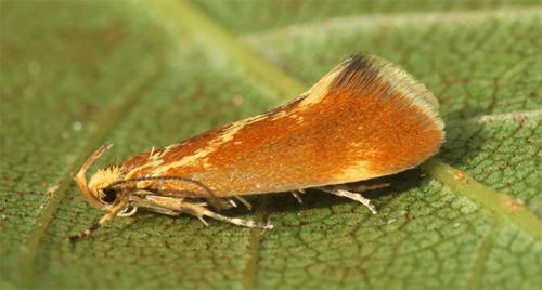 Metalampra sp.