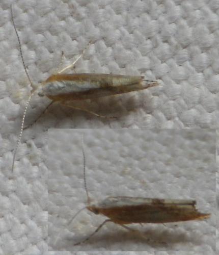 Argyresthia sp.