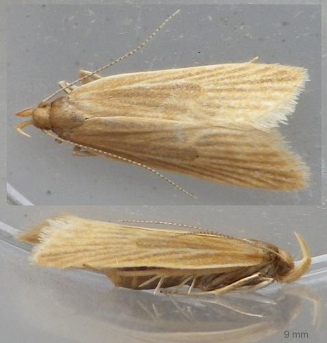 Réf. 124 915 : Helcystogramma rufescens