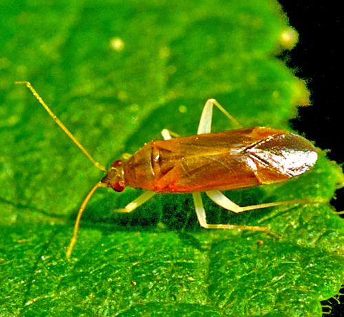 Phylus coryli