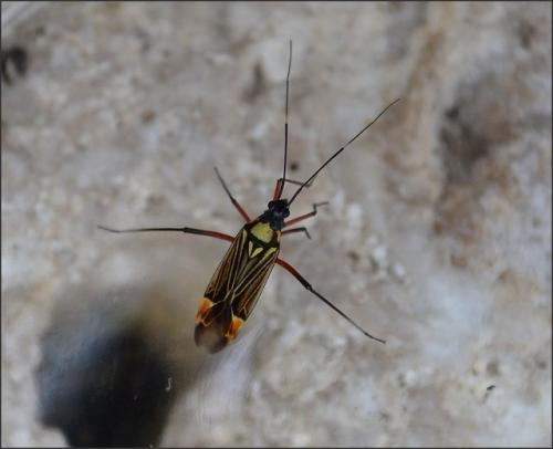 Miris striatus